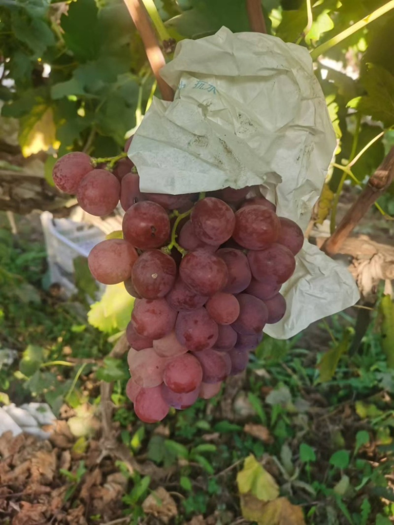 【陕西】红提葡萄大量供应保质保量甜度高视频看货