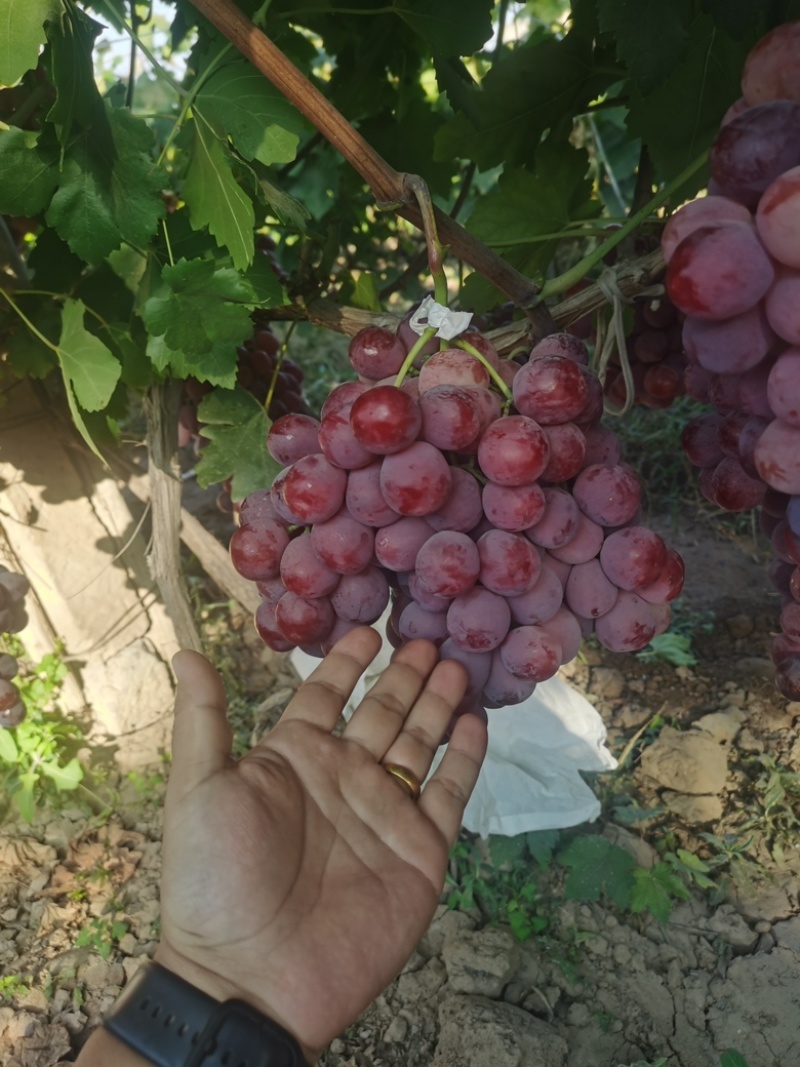 【陕西】红提葡萄大量供应保质保量甜度高视频看货
