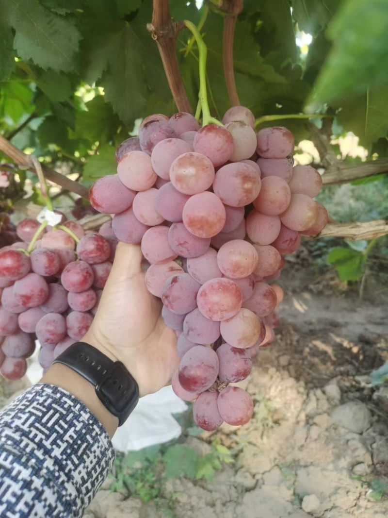【陕西】红提葡萄大量供应保质保量甜度高视频看货