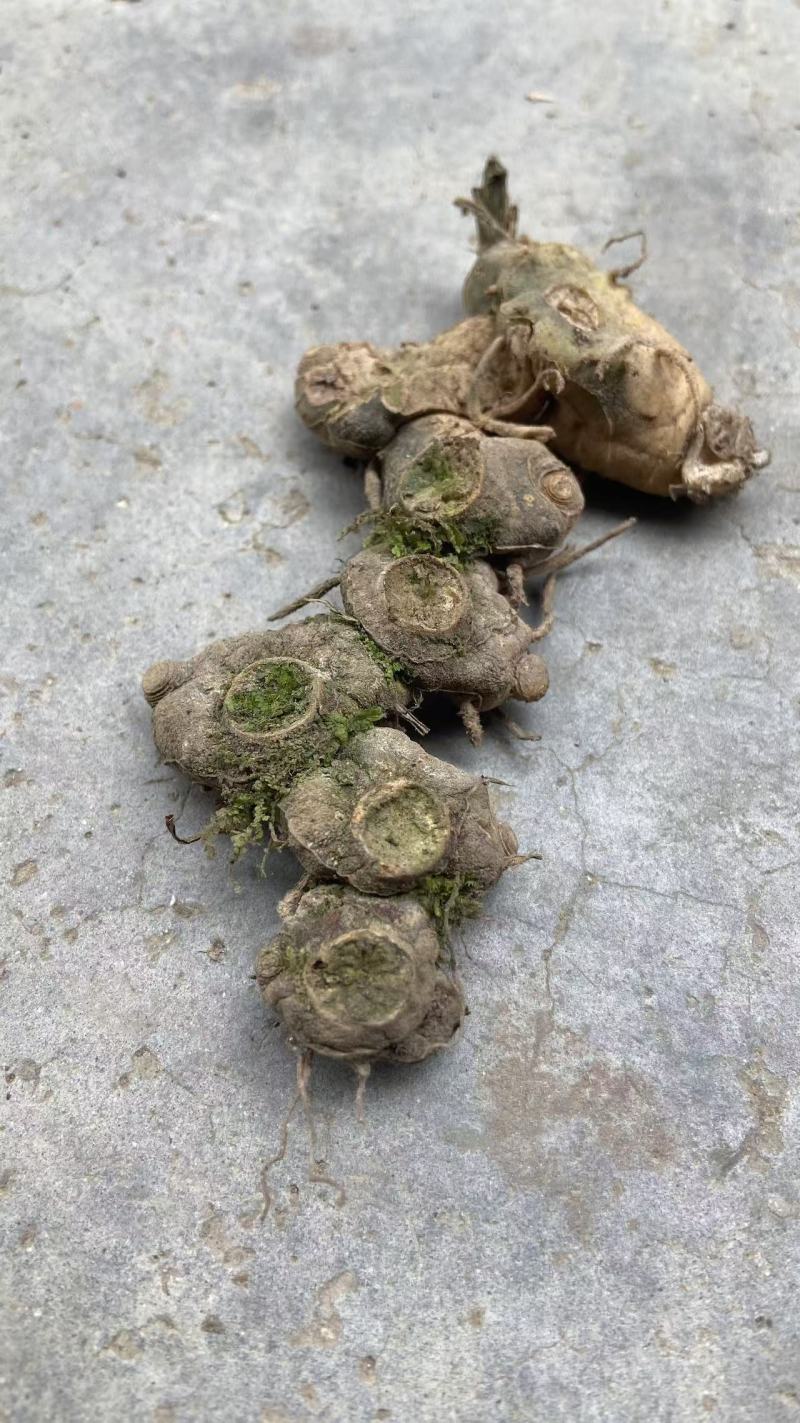 贵州纯野生多花黄精干一蒸一晒干黄精条子统装无硫