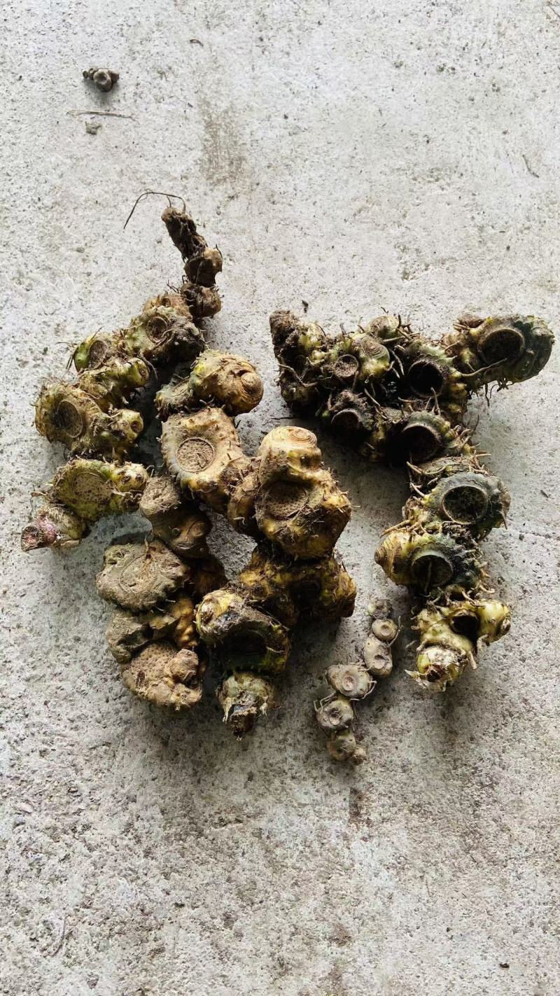 贵州纯野生多花黄精干一蒸一晒干黄精条子统装无硫