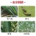 陕西汤普森争丰-70%吡蚜.呋虫胺