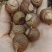 洗手果，无患子，各种种药材加工，代抓配方量大从优量大可议