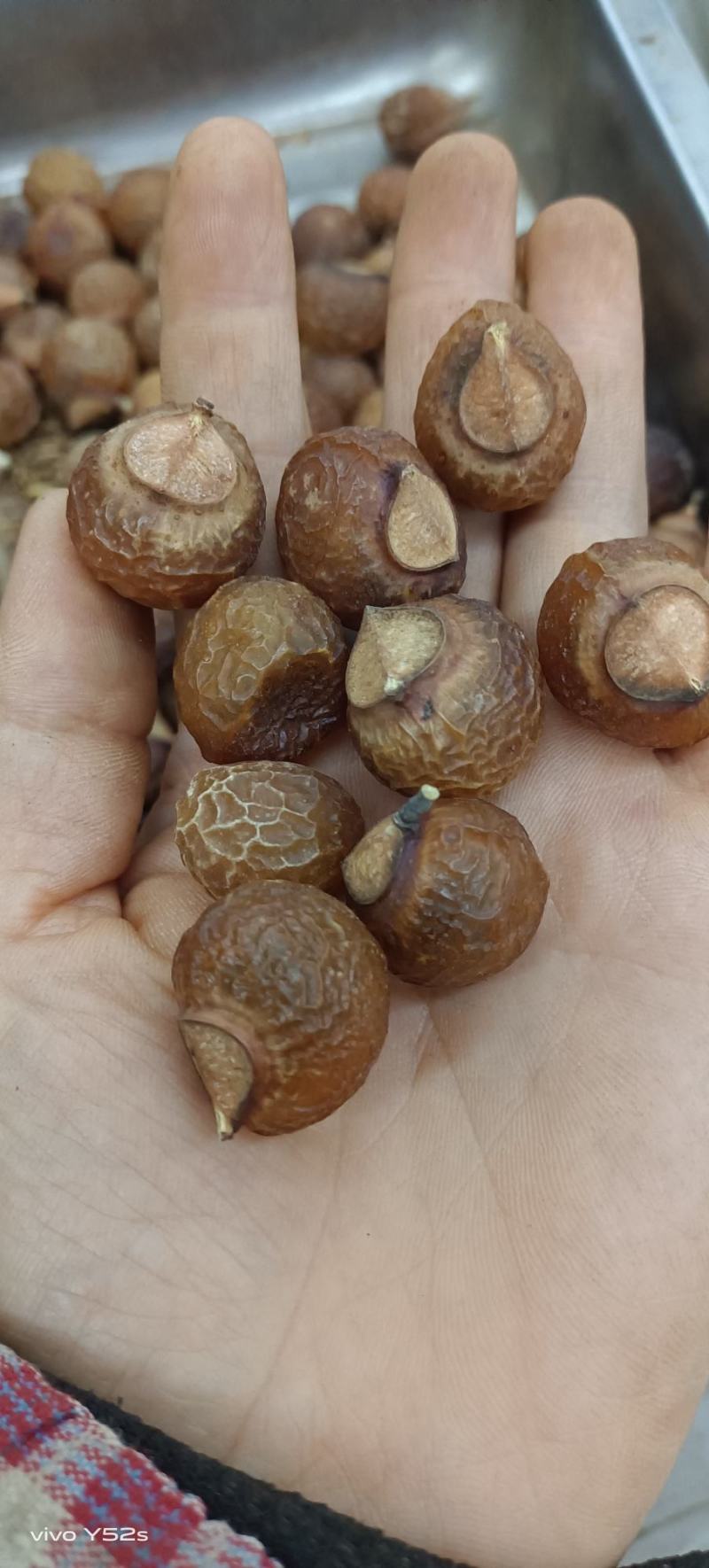 洗手果，无患子，各种种药材加工，代抓配方量大从优量大可议
