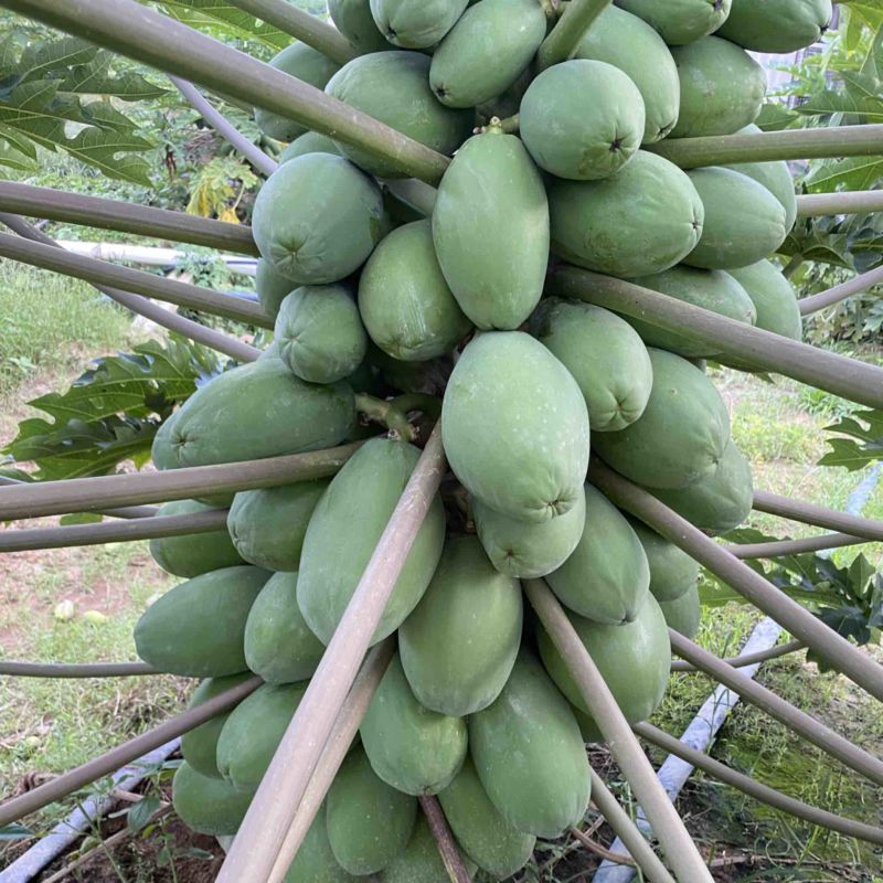 红心牛奶木瓜