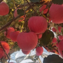 绥中红富士苹果现在大量上市，欢迎广大客户前来采购。