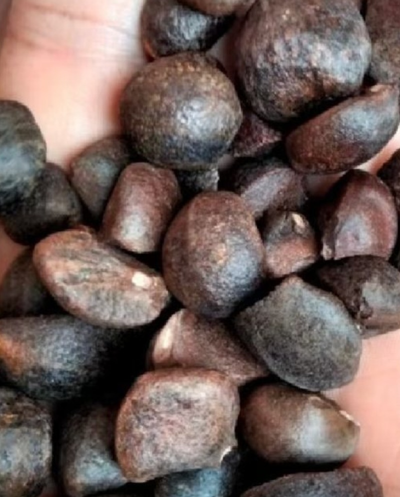 【精选】湖南山茶油果现货批发量大价优可视频看货