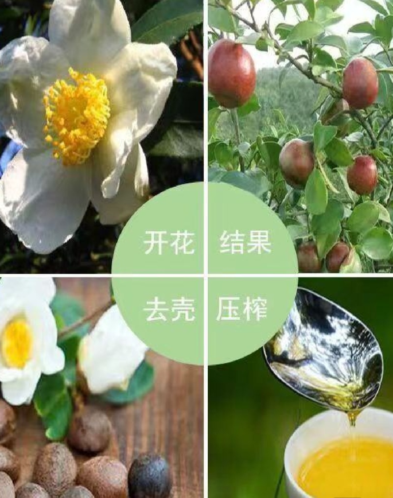 【精选】湖南山茶油果现货批发量大价优可视频看货