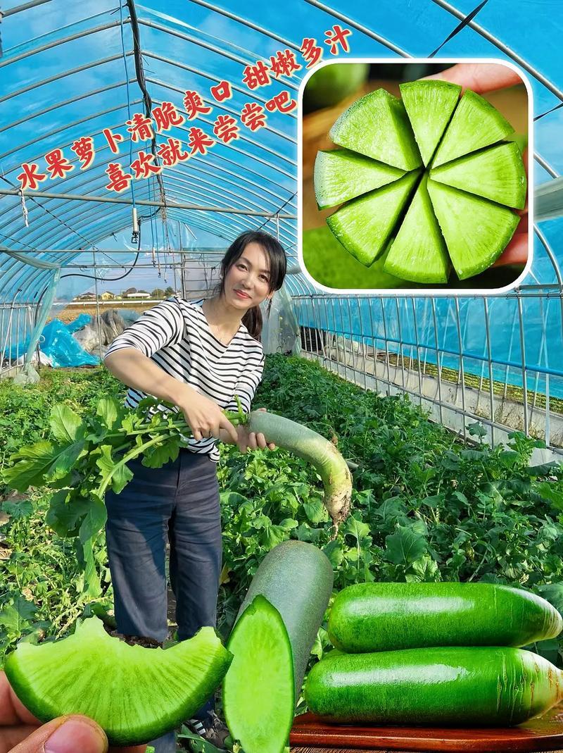 潍坊水果萝卜青萝卜口感清脆产地货源量大质优