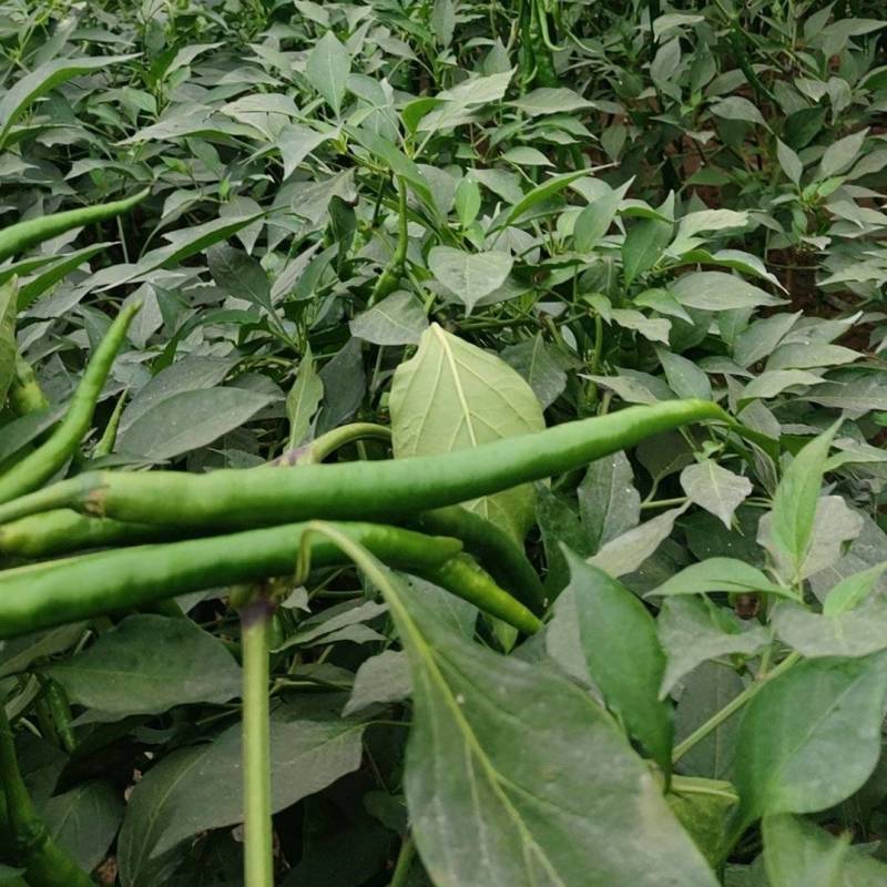 砀山线椒大量上市，一手货源，保质保量，对接各大市场，商超