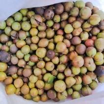 油茶果