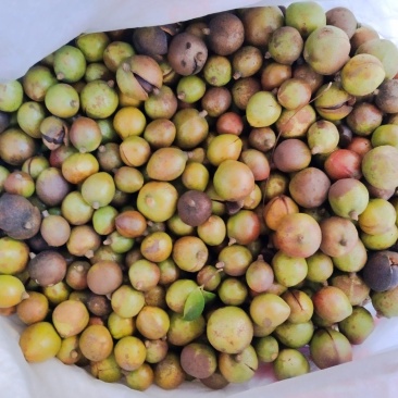 油茶果