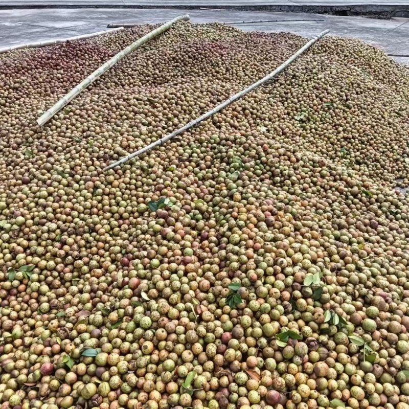 油茶果