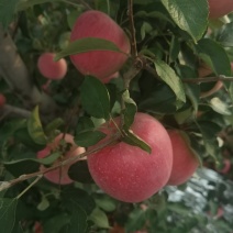 绥中寒富苹果大量上市，欢迎广大客户前来选购。