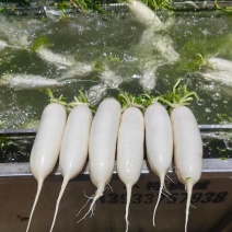水洗白萝卜