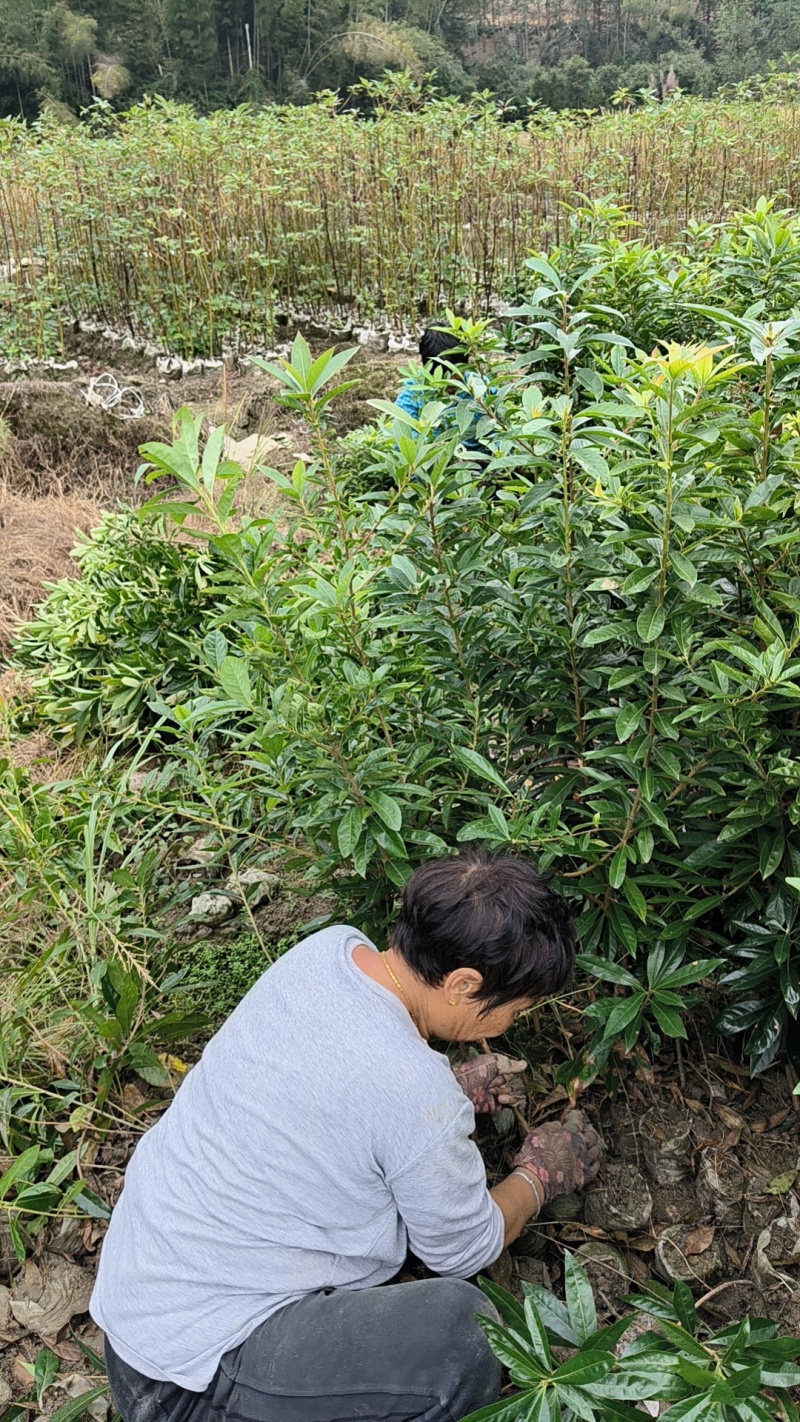 0.8以上木荷杯苗无纺布袋苗，有1斤半左右杯，两斤左右杯