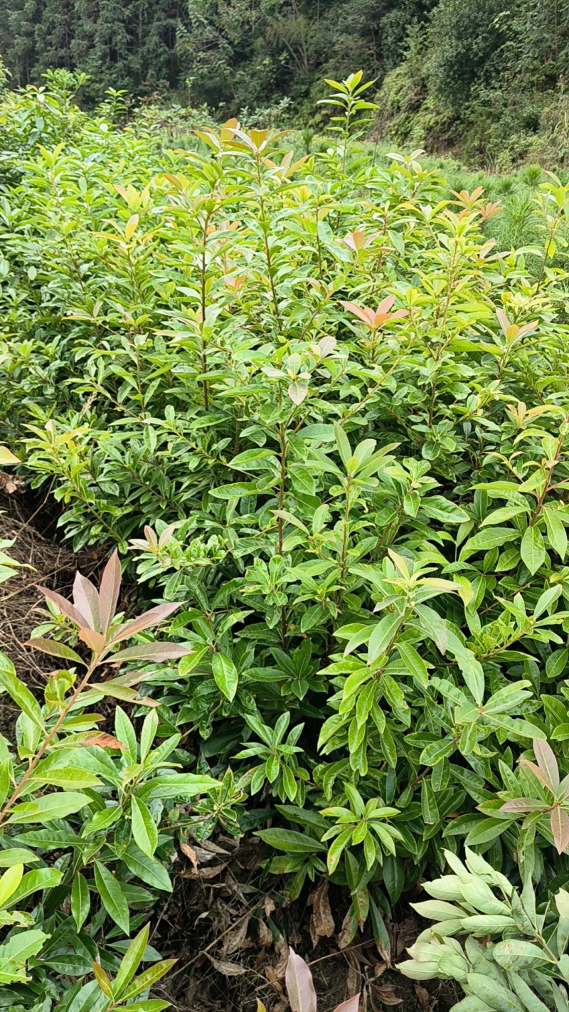 0.8以上木荷杯苗无纺布袋苗，有1斤半左右杯，两斤左右杯