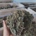 景天三七