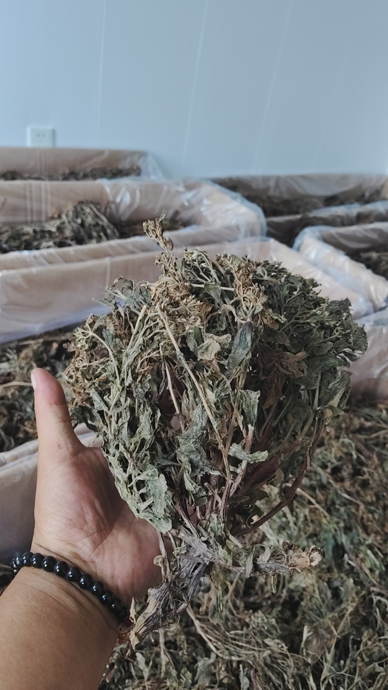 景天三七