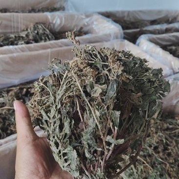 景天三七