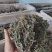 景天三七