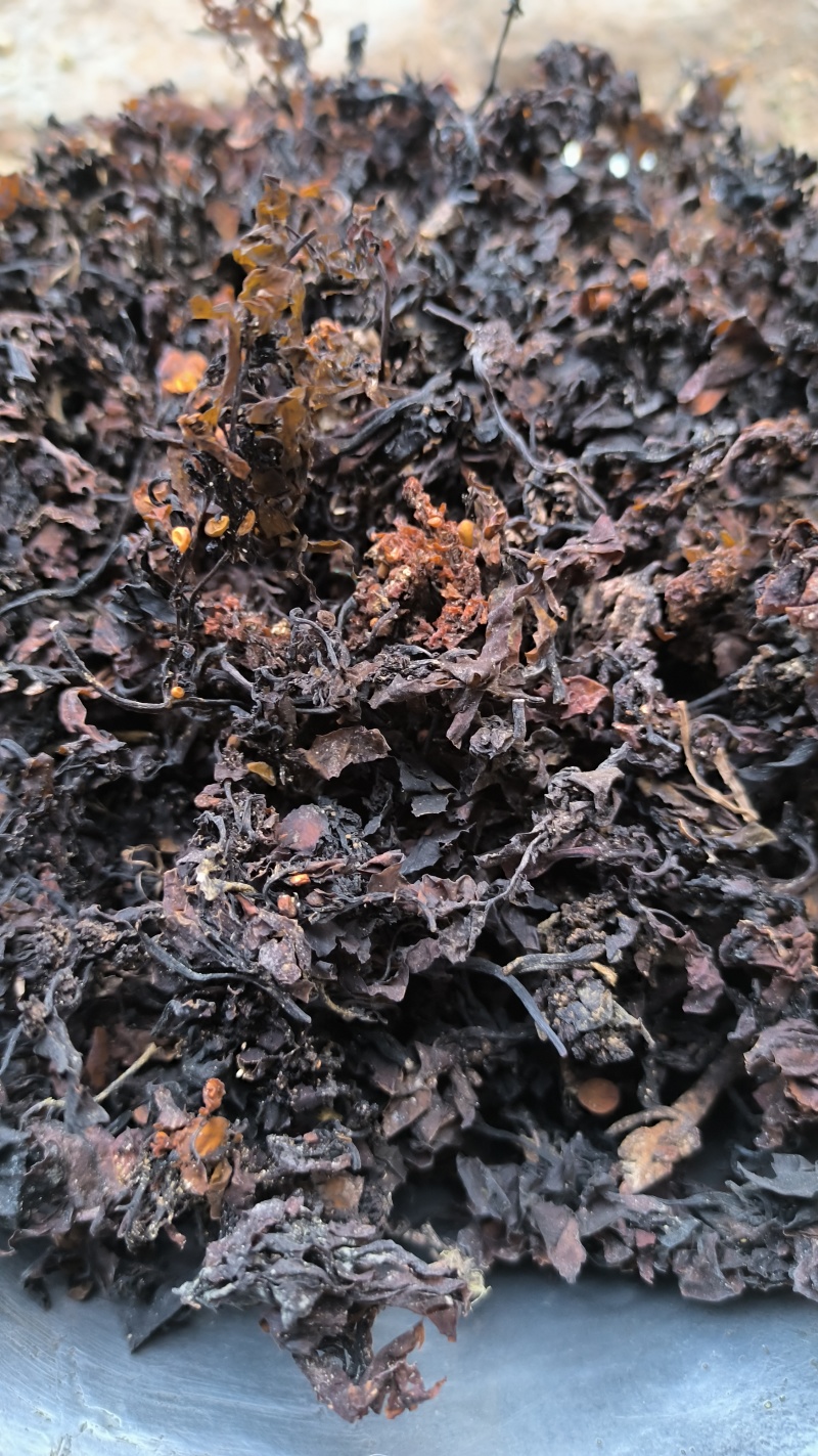 海藻中药材批发海藻质量保证量大从优