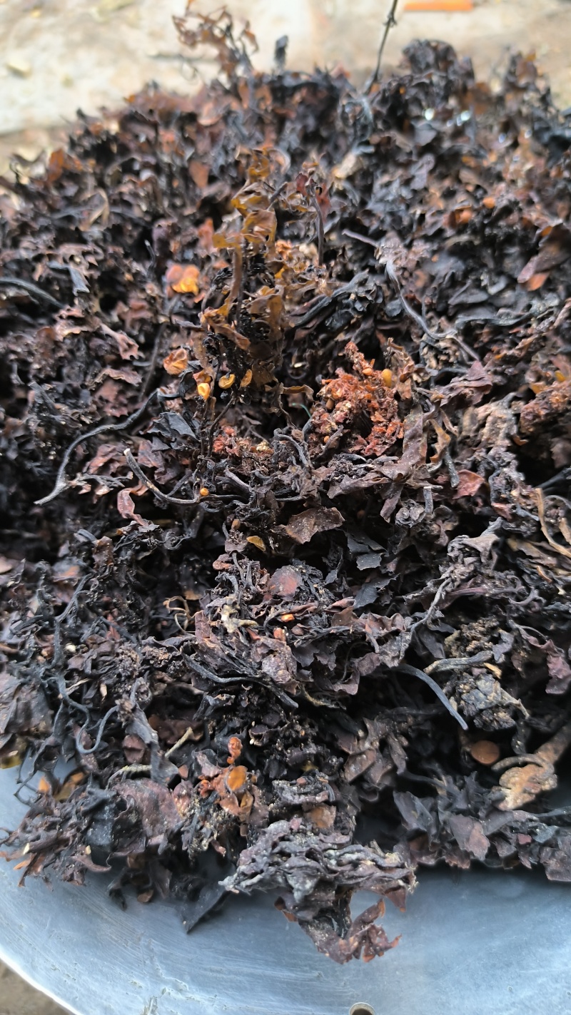 海藻中药材批发海藻质量保证量大从优