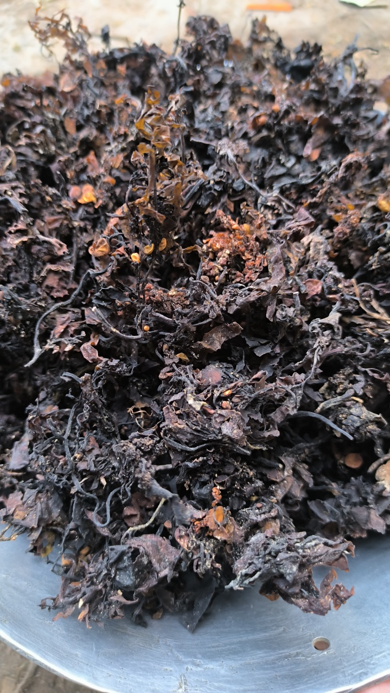 海藻中药材批发海藻质量保证量大从优