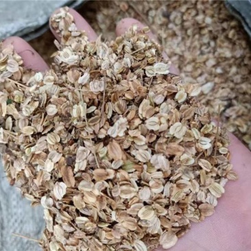 二年精品白芷种子400kg农户自家产的，非二手商家
