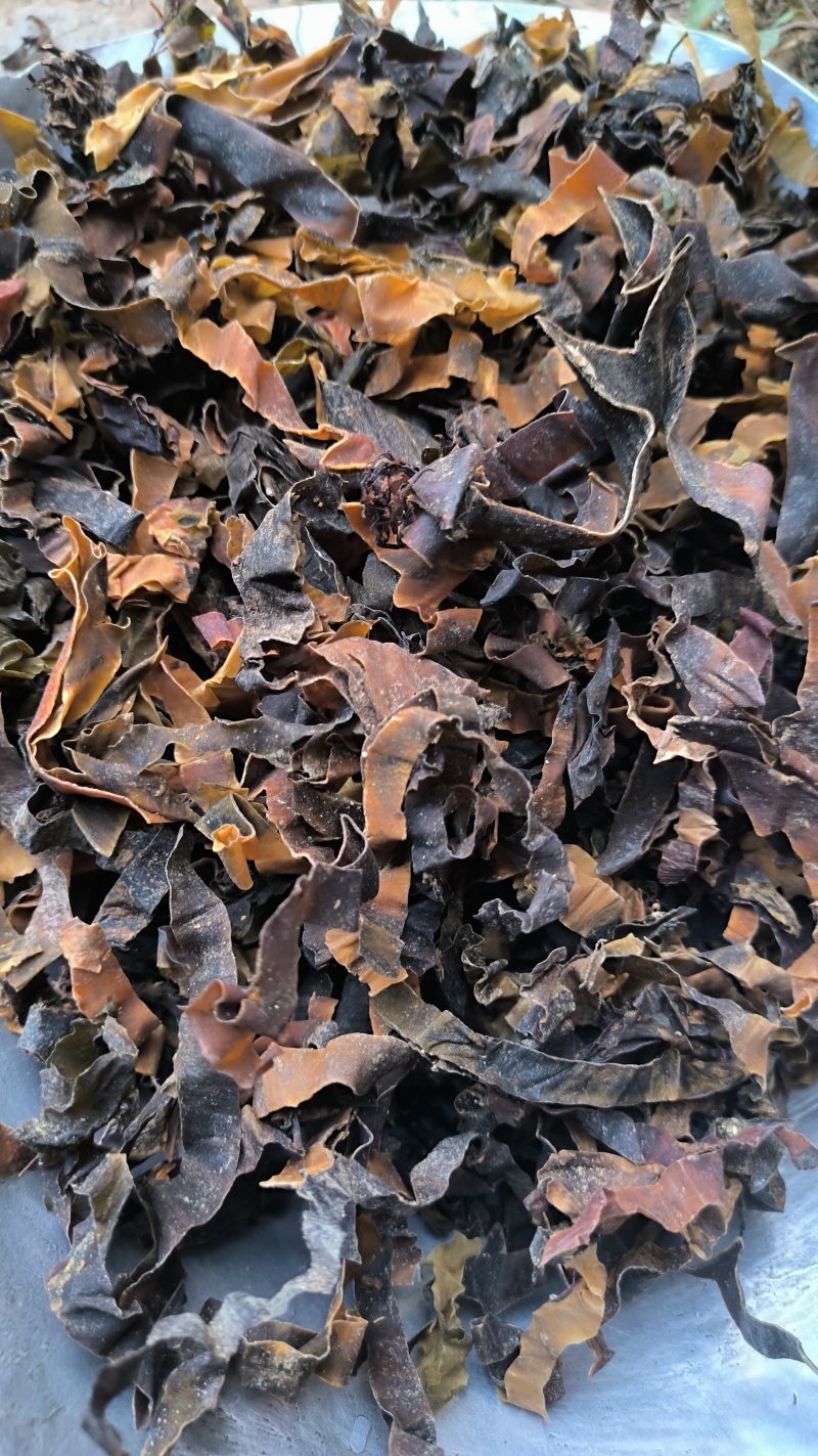 昆布中药材批发昆布质量保证量大从优