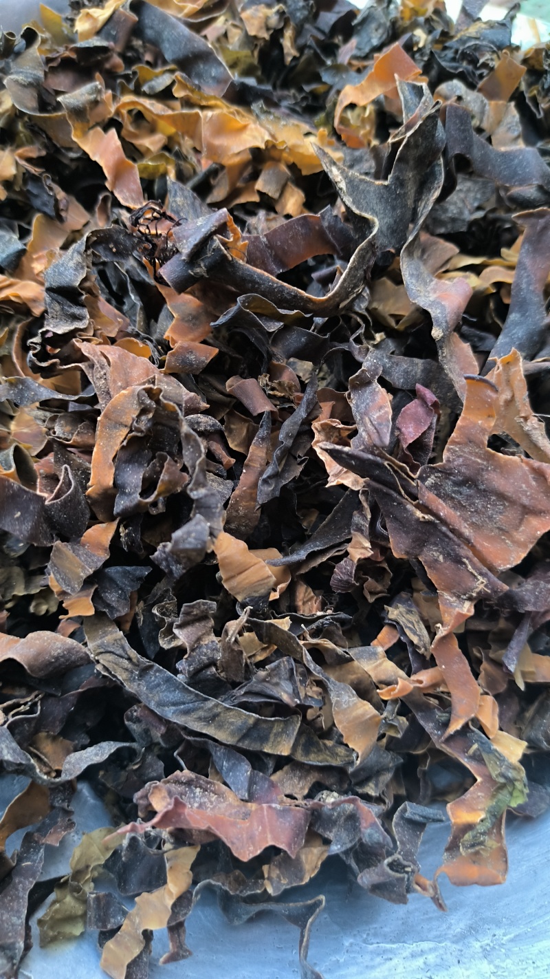 昆布中药材批发昆布质量保证量大从优