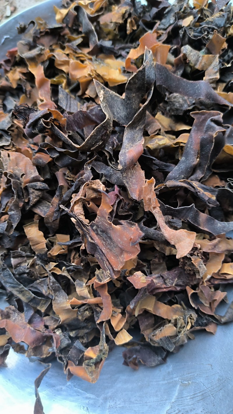 昆布中药材批发昆布质量保证量大从优