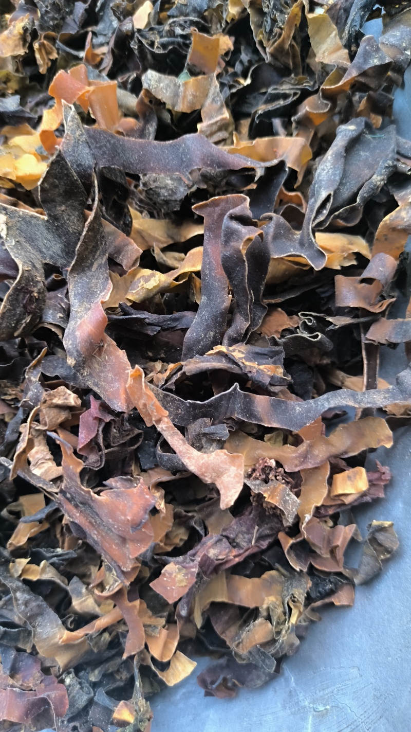 昆布中药材批发昆布质量保证量大从优