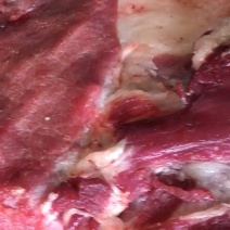 土猪肉，22个月纯粮食慢养，高品质土猪，肥瘦比例新鲜现杀