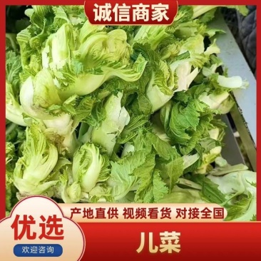 安徽砀山精品儿菜。货源充足保质保量。直供商超各大市场