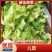 安徽砀山精品儿菜。货源充足保质保量。直供商超各大市场