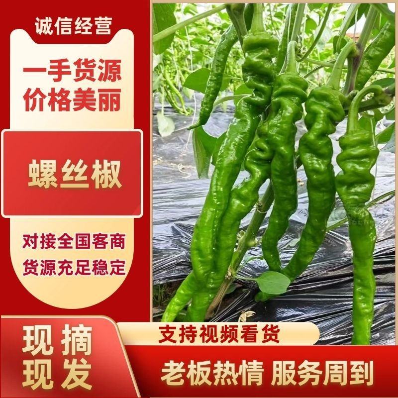 安徽砀山精品螺丝椒。货源充足保质保量。直供商超各大市场