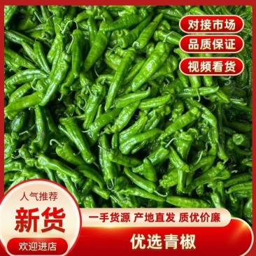 安徽砀山精品301薄皮青椒。直供商超各大市场