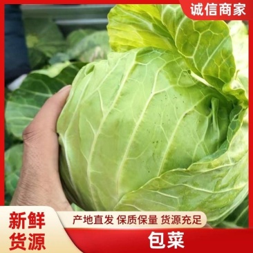 精品包菜，大量上市货源充足保质保量。供应商超各大市场