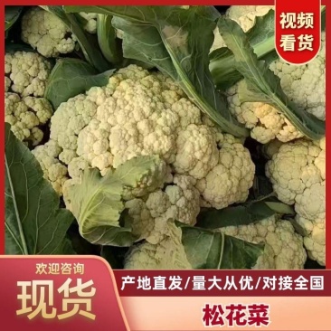安徽砀山精品花菜，货源充足保质保量，供应商超各大市场