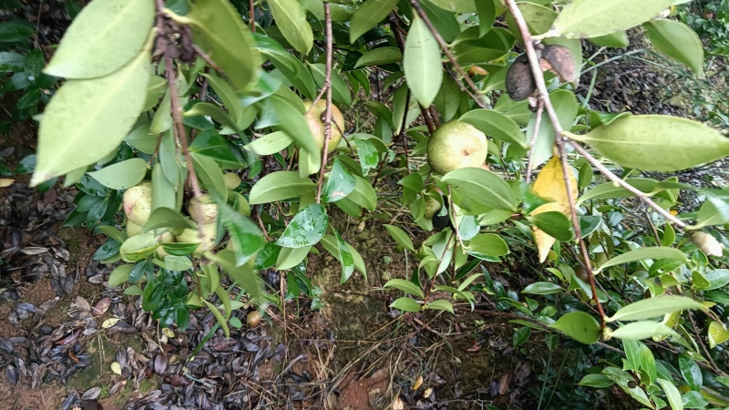 邵阳县油茶果