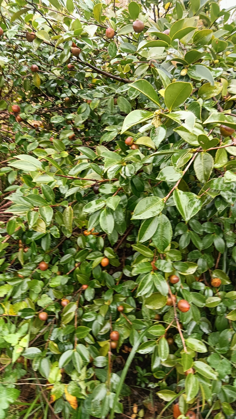 邵阳县油茶果