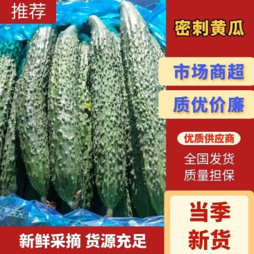 安徽砀山精品黄瓜，大量上市货源充足。直供商超各大市场