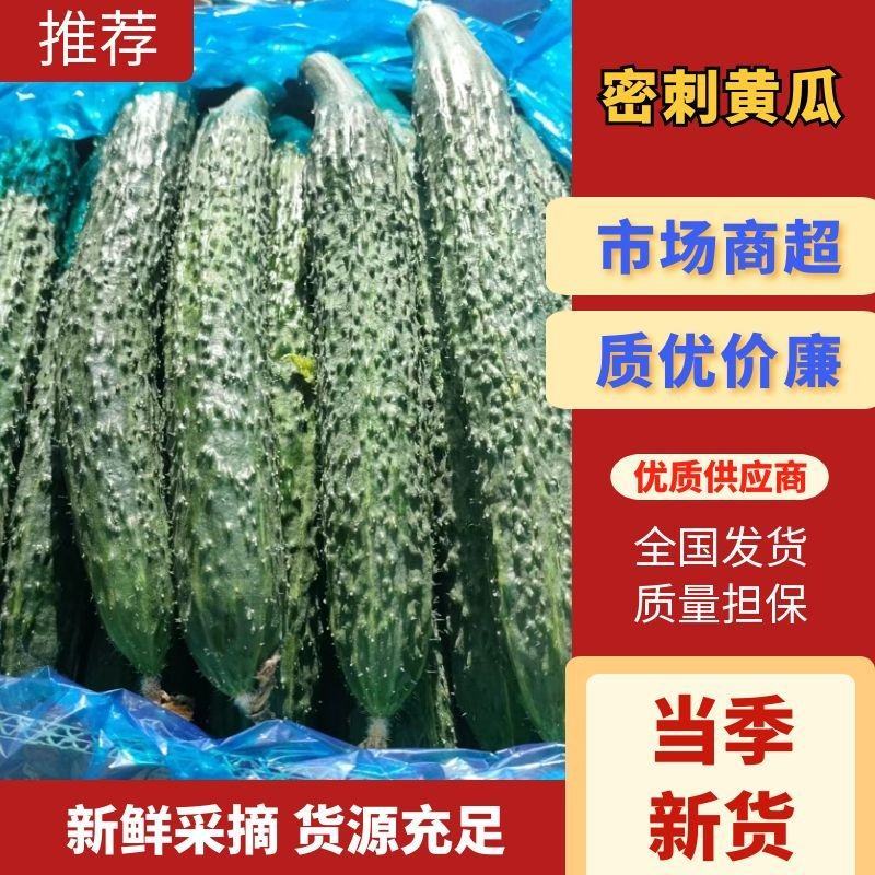 安徽砀山精品黄瓜，大量上市货源充足。直供商超各大市场