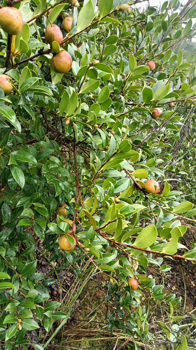 邵阳县油茶果