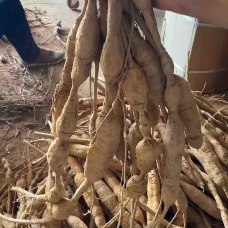 野生牛大力