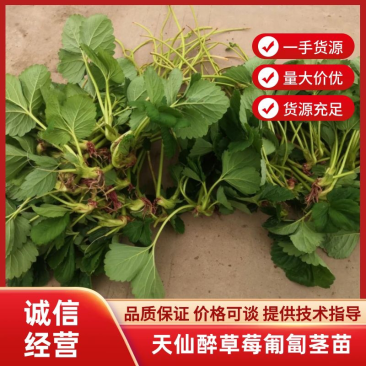 阜阳天仙醉匍匐颈苗粗壮全白根系粗壮无病无斑点成活率高