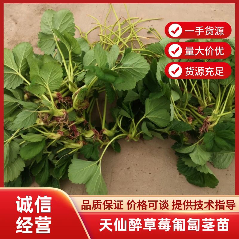 阜阳天仙醉匍匐颈苗粗壮全白根系粗壮无病无斑点成活率高