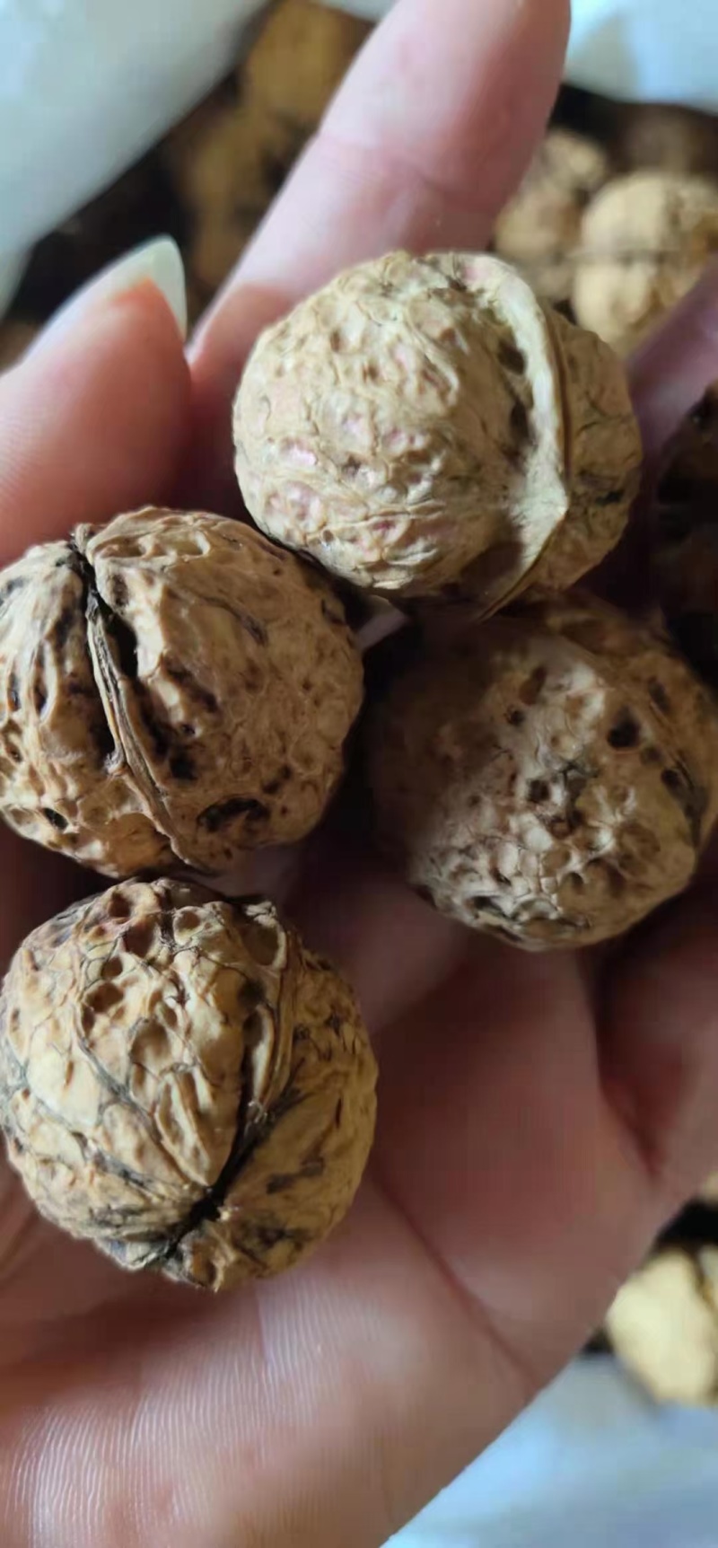 新疆纸皮核桃，皮薄肉厚货源充足价格美丽。