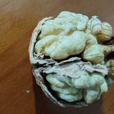 新疆纸皮核桃，皮薄肉厚货源充足价格美丽。